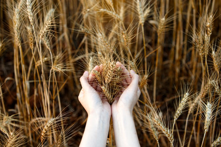 close up woman hands holding wheat barleyの写真素材