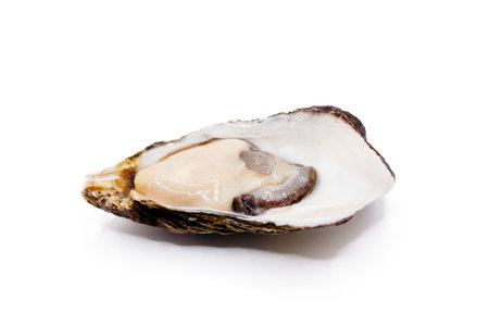 opened fresh oyster isolated on white backgroundの写真素材
