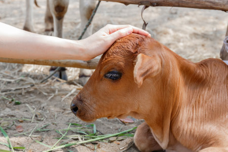 woman farmer hand touching lovely baby cowの写真素材
