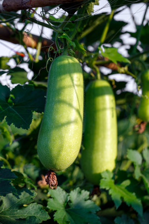 young winter melon fruit hanging in the gardenの写真素材