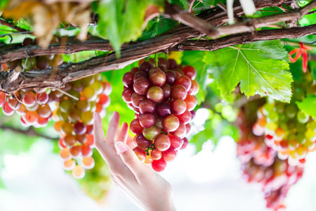 woman Hands cutting red grapes from vines during wine harvestの写真素材