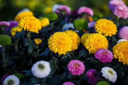 colorful dahilia flowers bouquet in gardenの写真素材