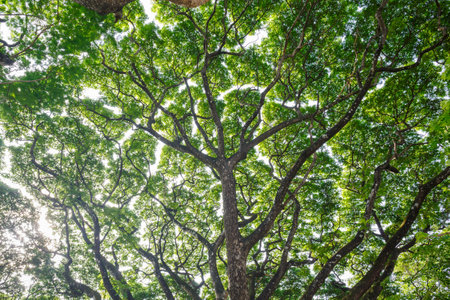 Majestic upwards view the canopy of tall trees forest at low angle view in sunlightの写真素材