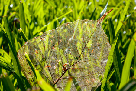 close-up dry bo leaf skeleton on green grassの写真素材