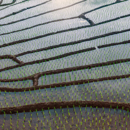 mountain landscape of Pa-Pong-Peang terrace paddy rice field at sunsetの写真素材