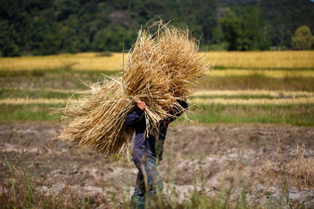 Farmer carrying rice in the rice field in countryside of Thailand.