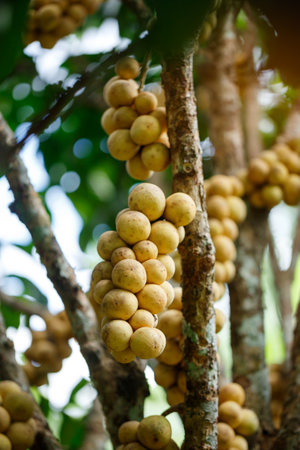 Southern langsat or Longkong fruit hanging on tree