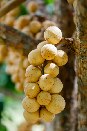 Southern langsat or Longkong fruit hanging on treeの写真素材