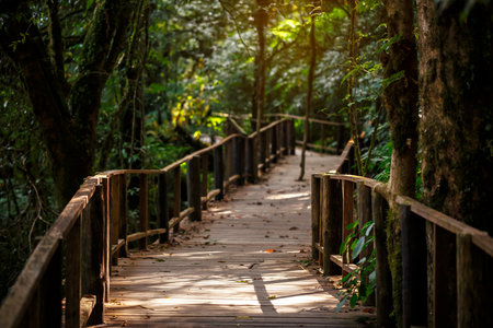 Wooden walkway in the forest at Doi Inthanon National Park, Thailandの写真素材