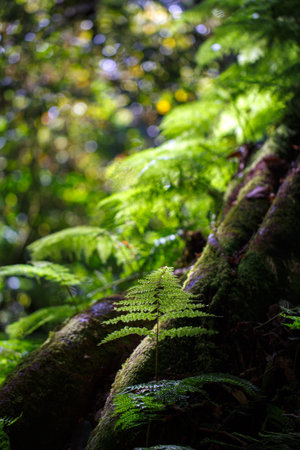 close up Fern leaf fiddlehead with morning dewdrop in nature backgroundの写真素材