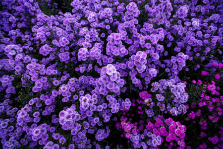 Purple flowers in the garden. Colorful flowers in the garden.の写真素材