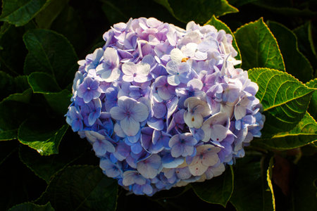 Hydrangea purple flowers bushes blooming in garden in spring and summer