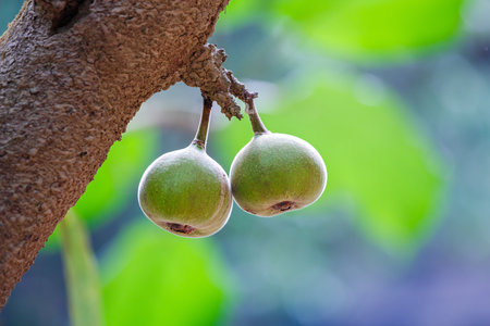 wild figs fruit hanging on tree in northern thai deep forest