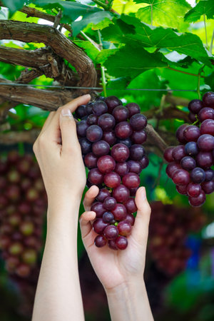 Female hands holding bunch of red grapes in vineyard. Close up