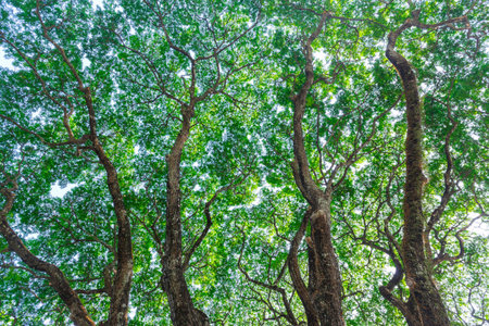 Tropical green tree background. Nature green wood sunlight backgrounds.