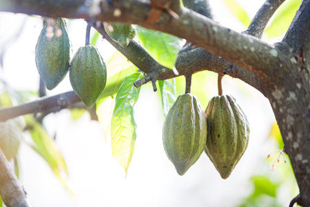 Cacao fruit on the tree, Organic cocoa fruit on tree