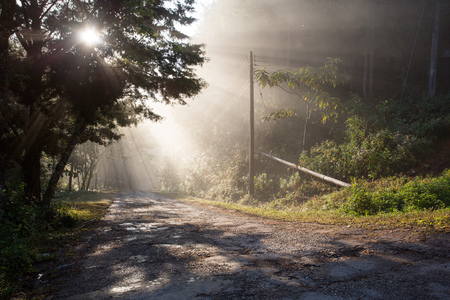 Sunlight pass through trees in old and ruin road in countrysideの写真素材