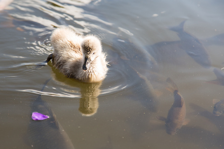 adorable brown duckling swin in pond with group of fish in waterの写真素材
