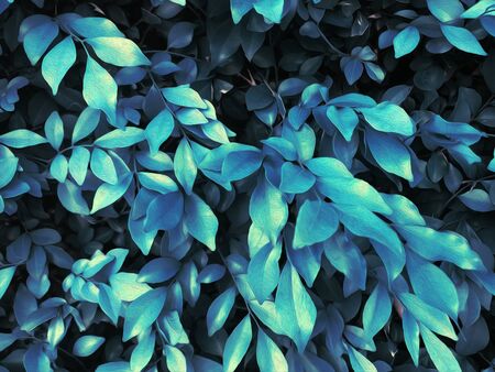 Leaf image using oil painting techniques effect.の写真素材