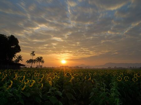 Sunflower sunrise in the winter in Thailandの写真素材