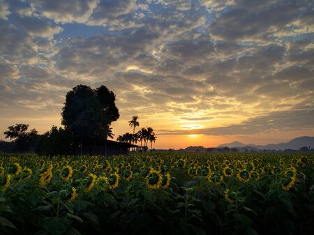 Sunflower sunrise in the winter in Thailandの写真素材