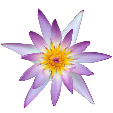 Pink Lotus and Yellow Pollenの写真素材