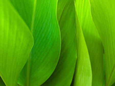 Green leaf background abstract of natureの写真素材
