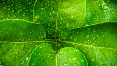water drop on Kaffir lime leaf background abstract of nature