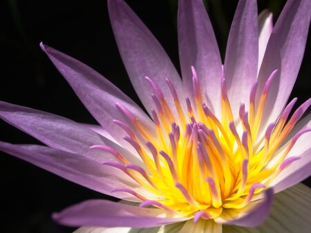 Pink and yellow lotus closeupの写真素材