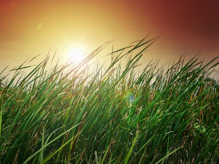 Sunset over the grass in eveningの写真素材
