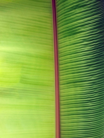 Texture of green banana leaf for backgroundの写真素材