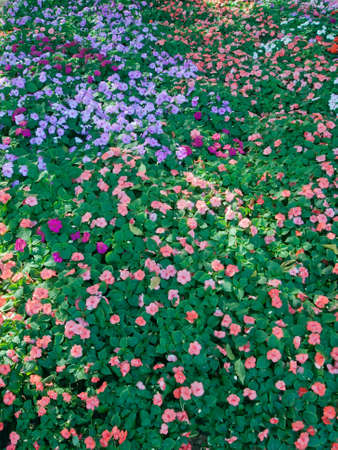 Top view of colorful flower gardensの写真素材