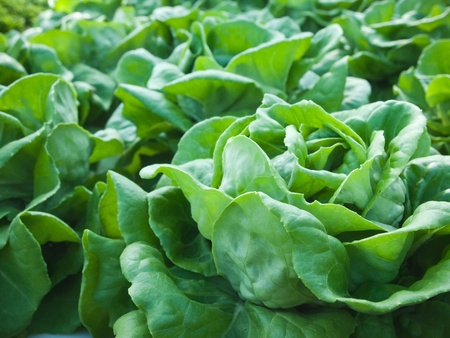 Butter Head fresh organic vegetables Are beneficial for healthの写真素材