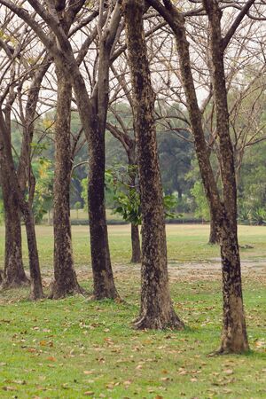 Trees lining green walk way  in the park