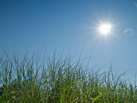 Green grass, sky and sun in natureの写真素材
