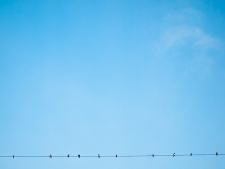 Many nest birds Clinging to power line on a bright blue dayの写真素材