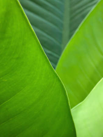 Abstract green leaf the art of natureの写真素材