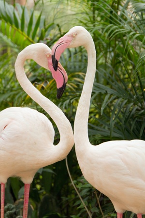 Two pink flamingos making the shape of a heartの写真素材
