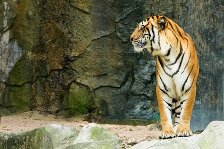 Bengal tiger standing facing to the side. In front of the stone background.の写真素材