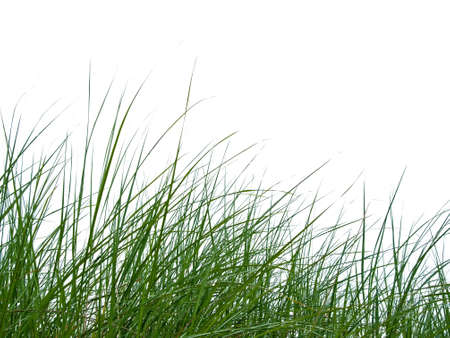 Green grass Isolated on white backgroundの写真素材