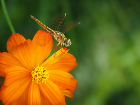 Dragonfly on orange Dahlia flowerの写真素材
