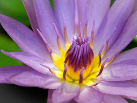 Purple lotus and yellow pollen bloomingの写真素材