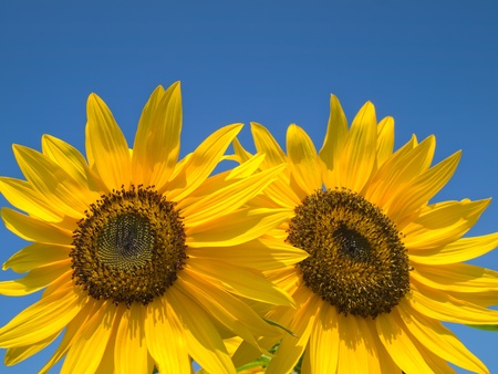Double yellow sunflowers with a bright skyの写真素材