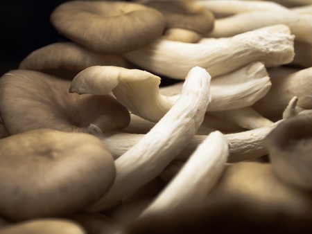 Mushroom under the soft light and beautifulの写真素材