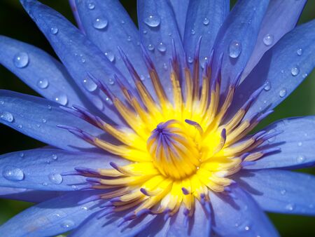 Purple lotus pollen yellow and drop of waterの写真素材