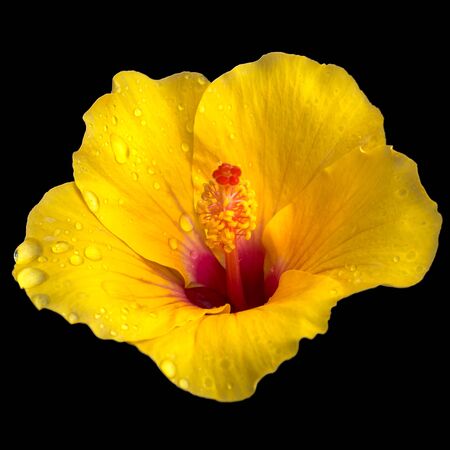 Yellow Hibiscus isolated on black backgroundの写真素材