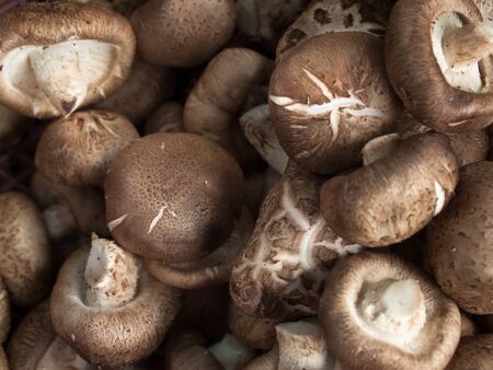 Fresh mushrooms are sold in the market