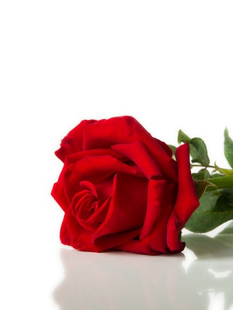 Red rose laying on White background and Reflect floorの写真素材
