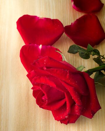 Rose and petal on wood table for valentine dayの写真素材