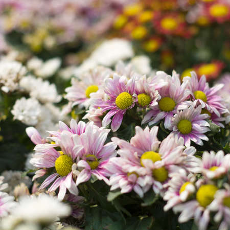 Front view of Colorful flower in the gardenの写真素材